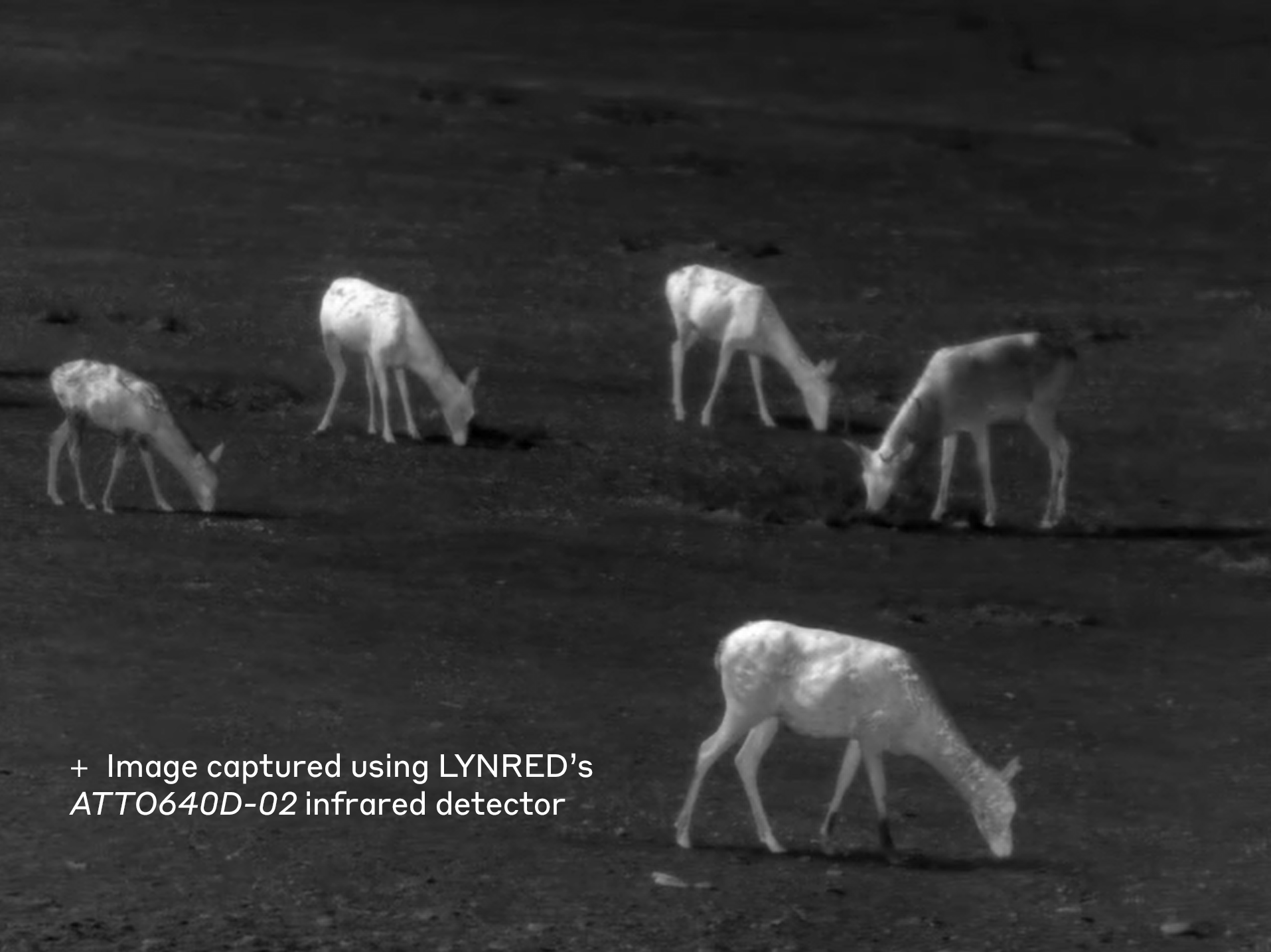 Deer In IR W ATTO640D02